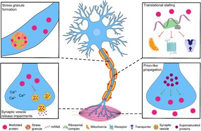 Misfolding at the synapse: A role in amyotrophic lateral sclerosis pathogenesis?